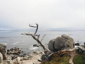 鳳岡縣茶葉出口達(dá)萬元