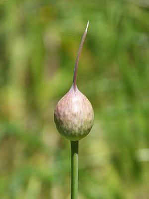 鳳岡縣茶葉出口達(dá)萬元