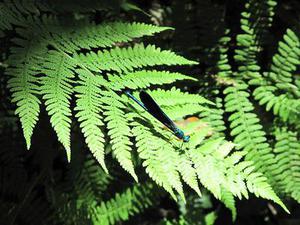 國(guó)際薄膜太陽(yáng)能電池峰會(huì)在我市舉行全國(guó)人大常委會(huì)副委員長(zhǎng)周鐵農(nóng)發(fā)來(lái)賀電