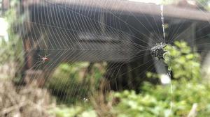 鳳岡縣茶葉出口達萬元
