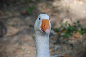 鳳岡縣茶葉出口達(dá)萬元