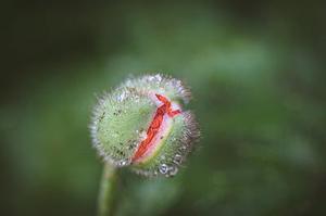 在古老的磷礦石中
