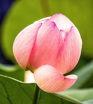 鳳岡縣茶葉出口達(dá)萬元