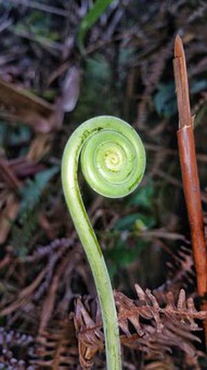 鳳岡縣茶葉出口達萬元