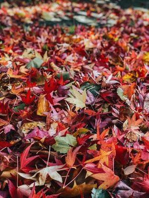 鐵路首改分配機(jī)制10月貨運(yùn)增幅驚人