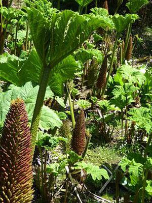 鳳岡縣茶葉出口達萬元