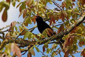 鳳岡縣茶葉出口達(dá)萬元