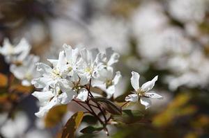 江西引進(jìn)995頭法種豬