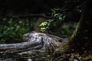 橘小實(shí)蠅植物源引誘活性物質(zhì)的生物測(cè)定
