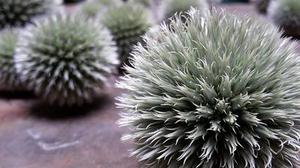 鳳岡縣茶葉出口達(dá)萬(wàn)元