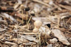 欲笑還顰，最斷人腸           （短篇）