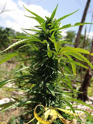 CE氣化近年來在中國的業(yè)績