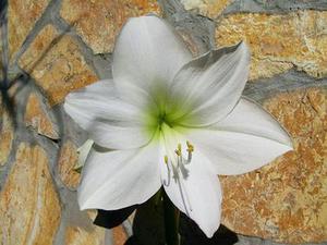 奧特斯公布20112012財(cái)年業(yè)績(jī)斐然