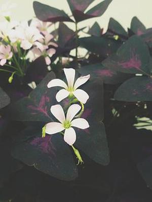 第377章告狀