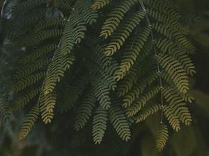第217章馨曲的去向