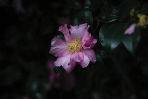廳黨組成員、總工程師張生福以及廳屬有關(guān)單位負(fù)責(zé)人