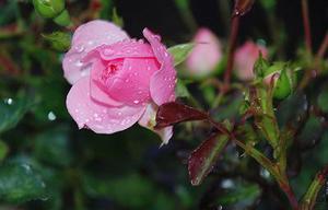 芭蕾天鵝