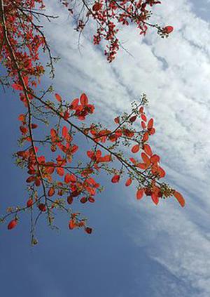 藍(lán)草莓