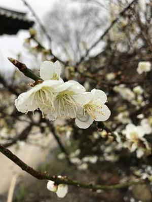 宮頸上皮內(nèi)瘤樣病變118例手術(shù)前后病理變化的臨床分析