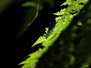 2015年磷復肥新產能控制在250萬t