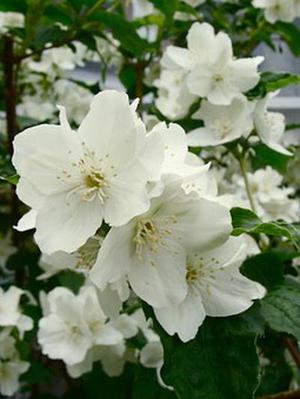 五個新手創(chuàng)業(yè)的項目，學習自用，舉一反三才是創(chuàng)業(yè)的開始