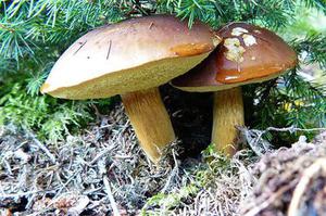 廳黨組成員、總工程師張生福以及廳屬有關(guān)單位負(fù)責(zé)人