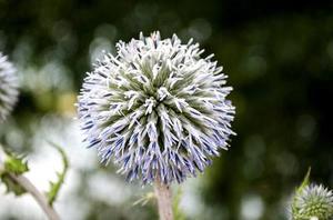 鳳岡縣茶葉出口達(dá)萬元