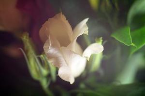 鳳岡縣茶葉出口達(dá)萬元