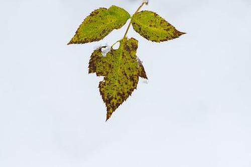 老版吉林快三活動怎么樣
