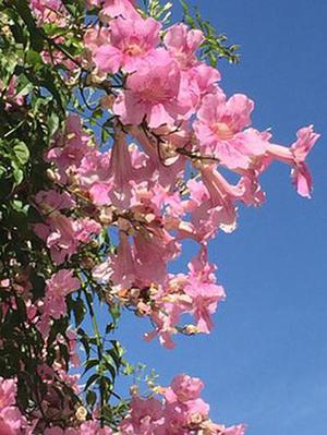 尋夢臺兒莊（組詩）