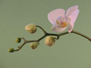 把肖戰(zhàn)放在首位，不跟風(fēng)意見(jiàn)領(lǐng)袖，尊重原創(chuàng)，肖戰(zhàn)粉絲這次能做到