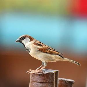 鳳岡縣茶葉出口達(dá)萬(wàn)元