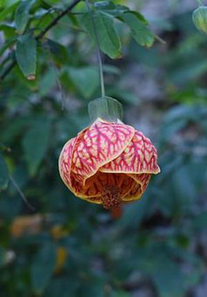 五個(gè)新手創(chuàng)業(yè)的項(xiàng)目，學(xué)習(xí)自用，舉一反三才是創(chuàng)業(yè)的開始