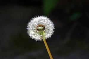 欲笑還顰，最斷人腸           （短篇）