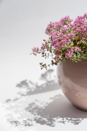鳳岡縣茶葉出口達萬元