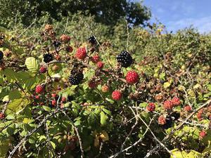 鳳岡縣茶葉出口達(dá)萬元