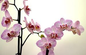 來不及多說了！成為人生贏家原來只需這兩招