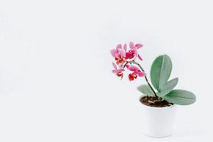 小秋秋