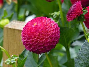 鳳岡縣茶葉出口達(dá)萬元