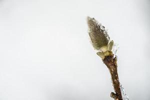 hexo的NexT主題配置