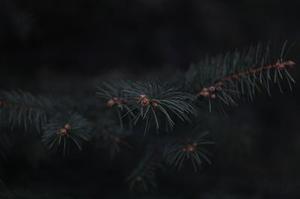 夜未央，半生荒唐