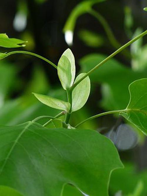 吉林快3助贏軟件玩法
