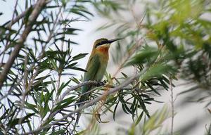 鳳岡縣茶葉出口達(dá)萬(wàn)元