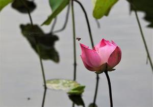 《絕世獸王》第十六章 你沒死？