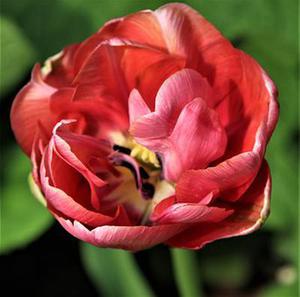 vue 設(shè)置數(shù)據(jù)響應(yīng)