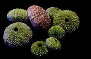 網(wǎng)絡(luò)信息管理中入侵檢測技術(shù)的研究