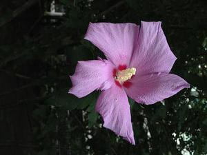把肖戰(zhàn)放在首位，不跟風意見領袖，尊重原創(chuàng)，肖戰(zhàn)粉絲這次能做到
