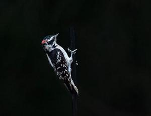 儲(chǔ)油罐的變位識(shí)別與罐容表的標(biāo)定