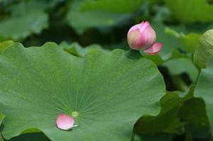 鳳岡縣茶葉出口達(dá)萬(wàn)元