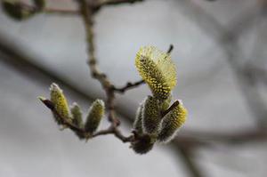 賴芯妍